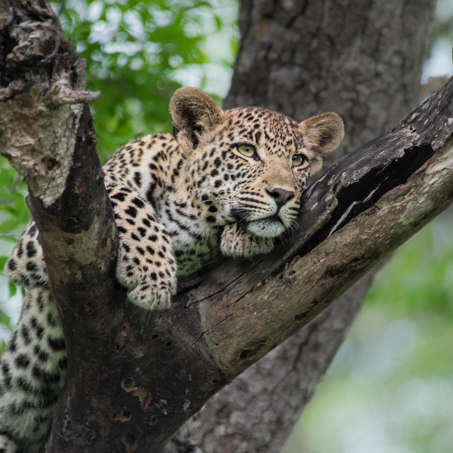 Lion Sands - Tinga Lodge Skukuza Buitenkant foto