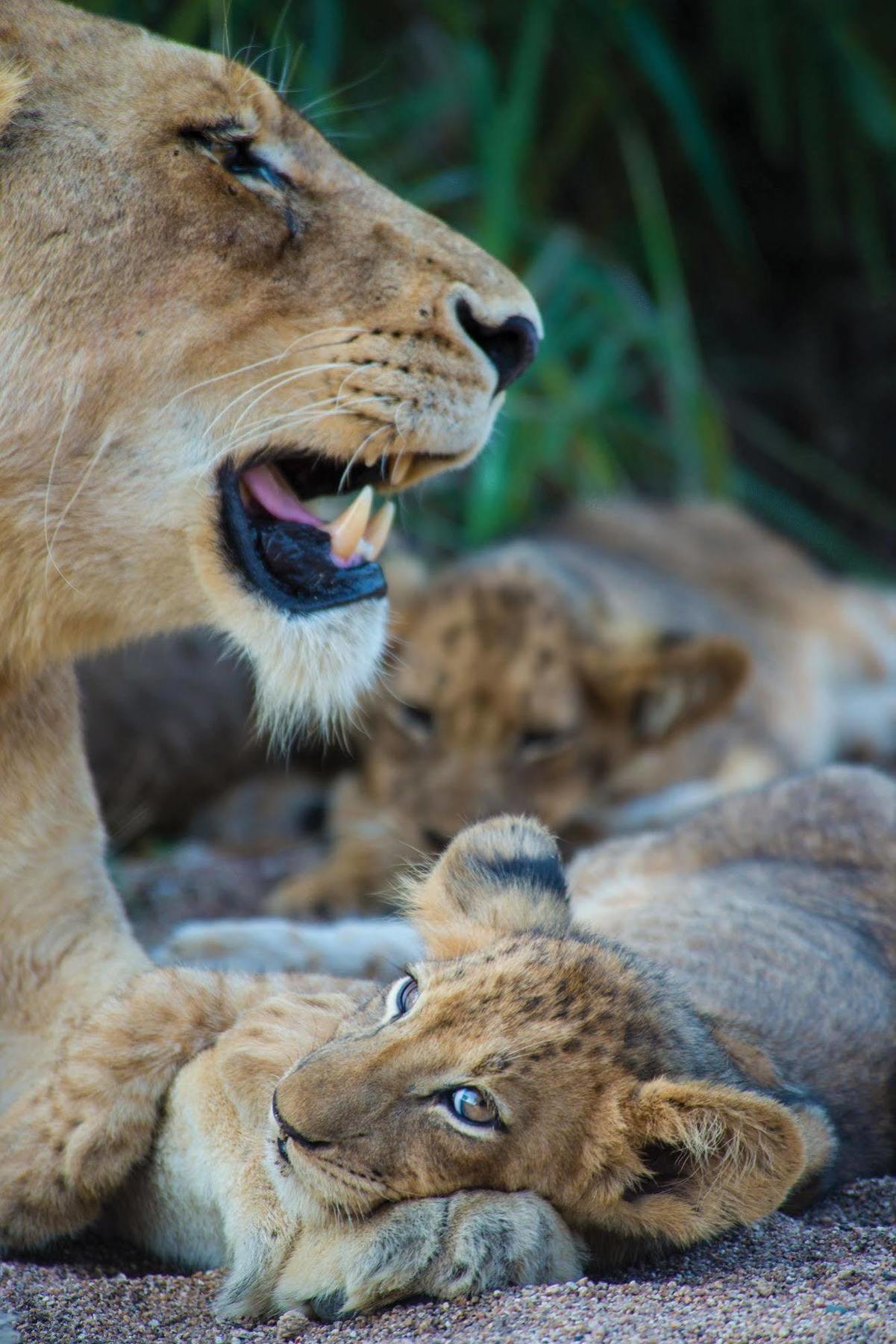 Lion Sands - Tinga Lodge Skukuza Buitenkant foto