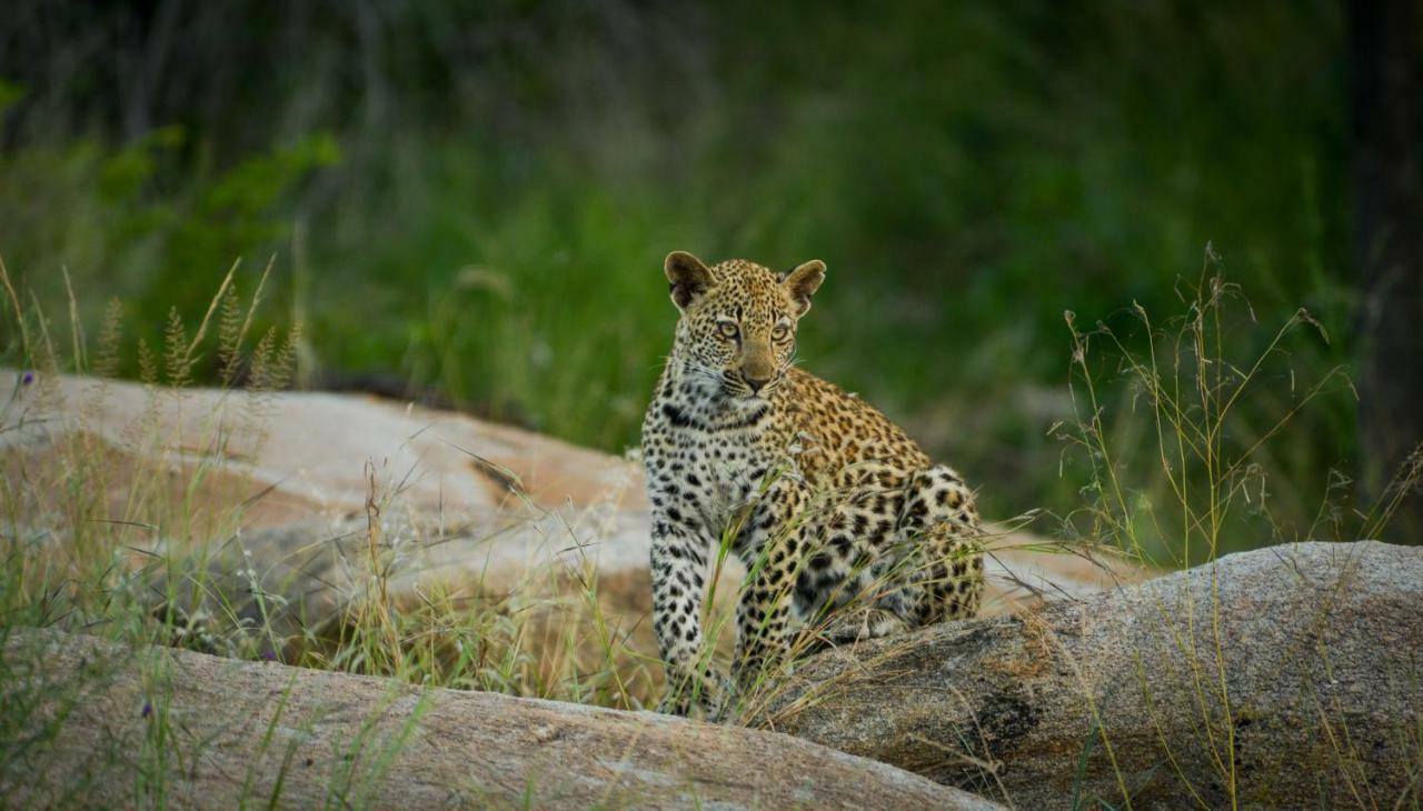 Lion Sands - Tinga Lodge Skukuza Buitenkant foto